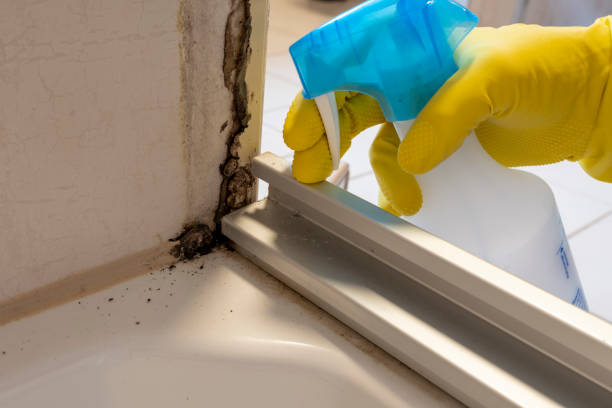 Best Certified Mold Removal  in Kersey, CO