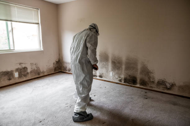 Best Attic Mold Removal  in Kersey, CO