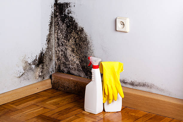 Best Professional Mold Removal  in Kersey, CO