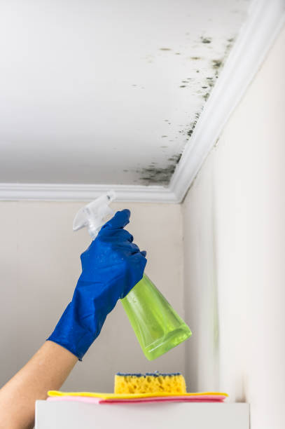 Best Mold Cleaning Services  in Kersey, CO